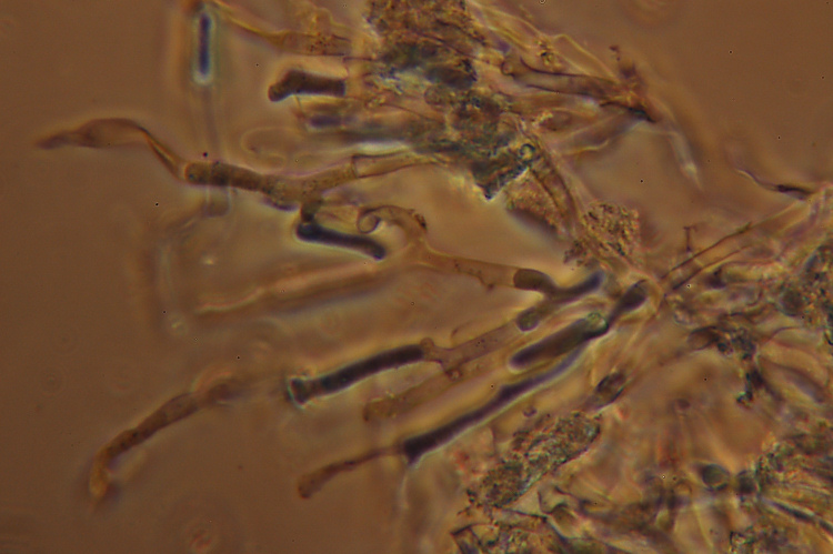Su rametto di salice - foto 3279 (Hyphodermella corugata)